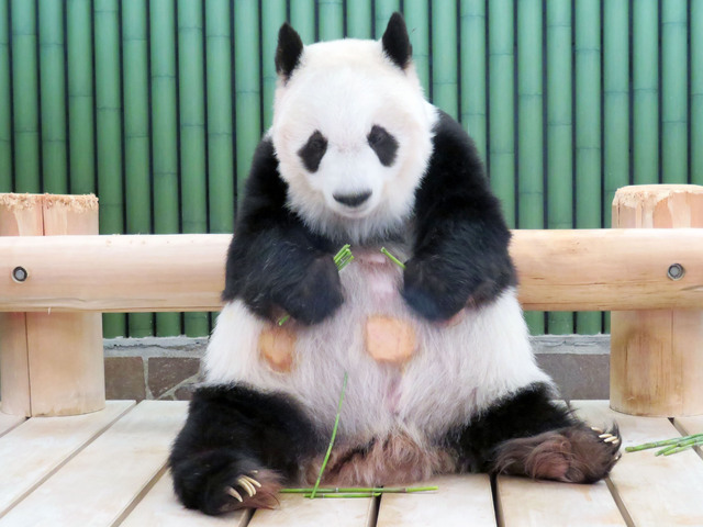 竹は両手持ち派です　写真提供:神戸市立王子動物園