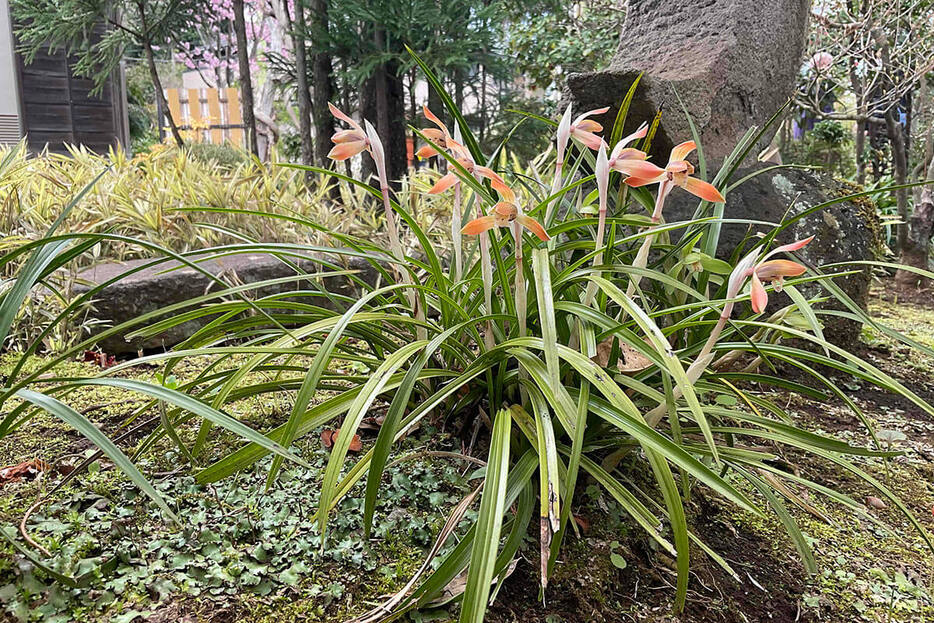 自然の状態でも、きれいな赤色に咲くシュンラン。庭植えで大株にすると見事。（写真提供／蘭裕園）