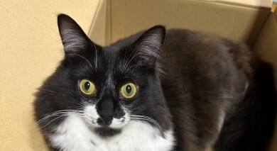 元保護猫「墨」くんの両前足は……