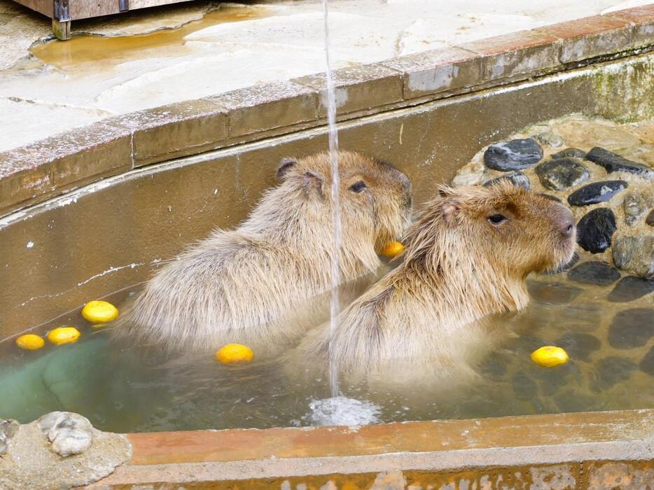 「ゆず湯」につかるカピバラ