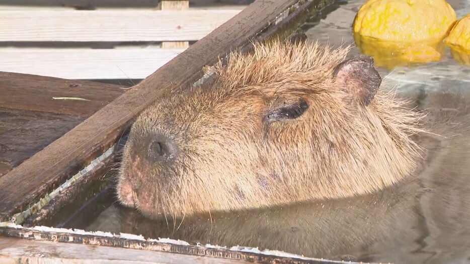 お風呂に気持ち良さそうに浸かるカピバラ 愛知県豊橋市の「のんほいパーク」