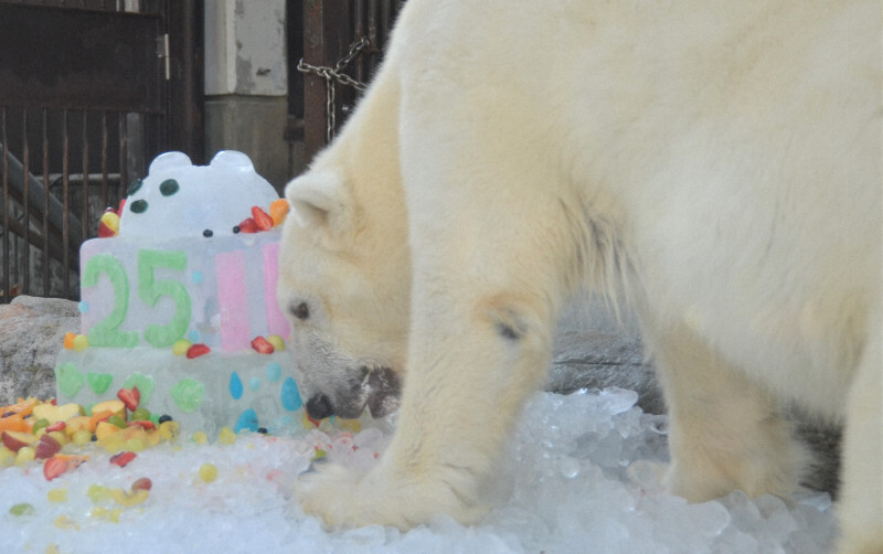 氷でできたバースデーケーキを食べるホッキョクグマのピース＝愛媛県砥部町の県立とべ動物園で2024年12月7日、山中宏之撮影