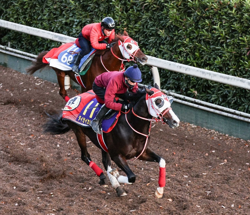 坂路併せ馬で追い切るタイセイカレント（手前）（撮影・中辻颯太）