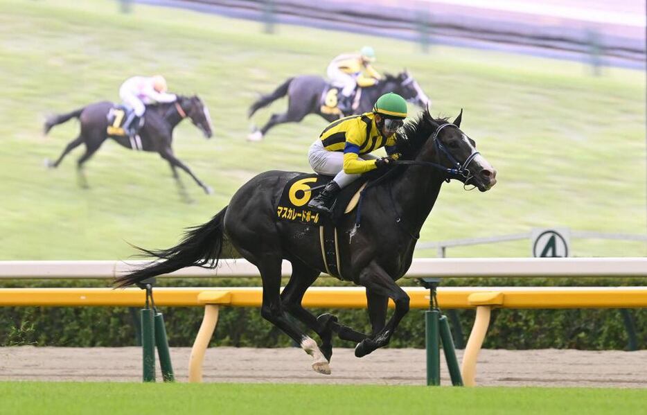 アイビーSを快勝したスカレードボール（撮影・奈良武）