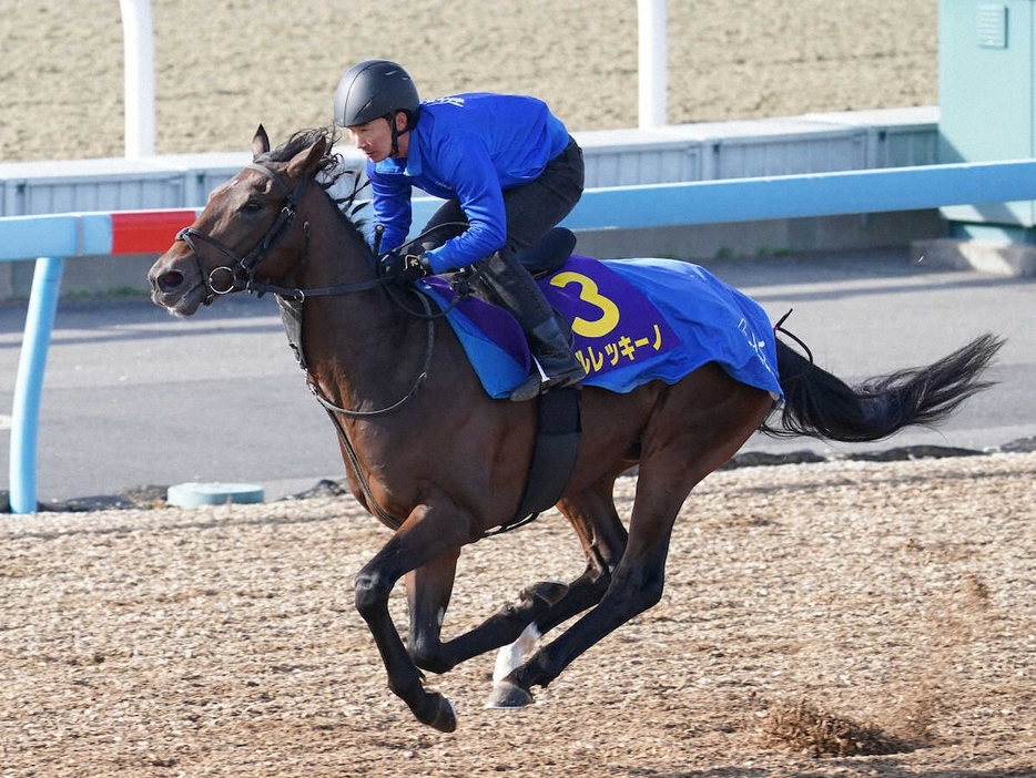 単走で追い切るアルレッキーノ（撮影・村上大輔）