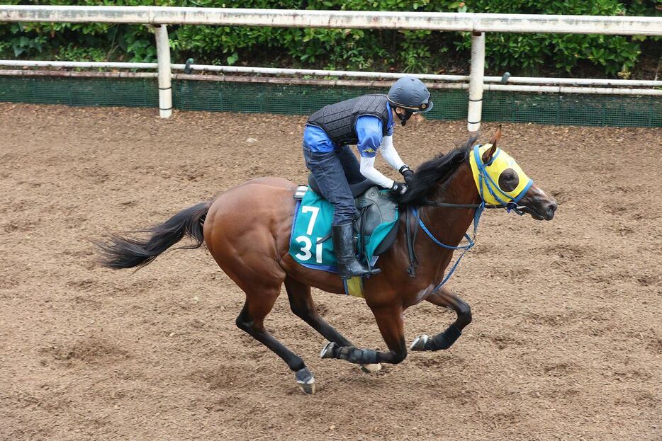 ベイストラトラは鮫島厩舎ゆかりの血統だ