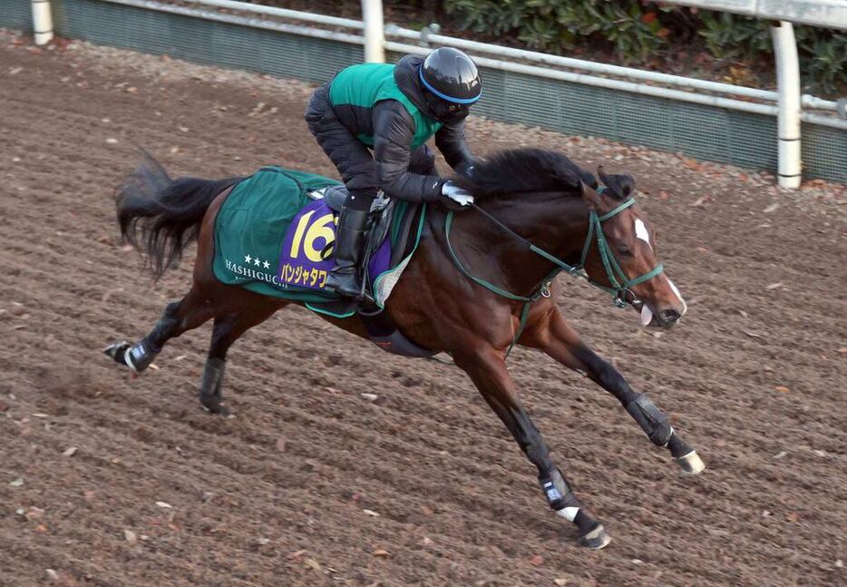 朝日杯FSの追い切りを行ったパンジャタワー（撮影・安部光翁）