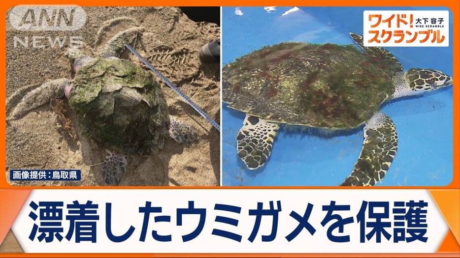 ウミガメ「タイマイ」　鳥取の海岸で保護　泳げるまでに回復…県の博物館へ