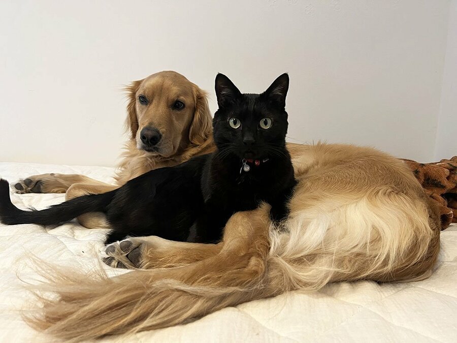 ペットの代表格の猫と犬　※画像はphotoACより