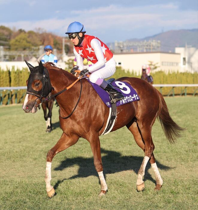 朝日杯FSで5着に敗れたアルテヴェローチェ＝京都競馬場（撮影・安部光翁）