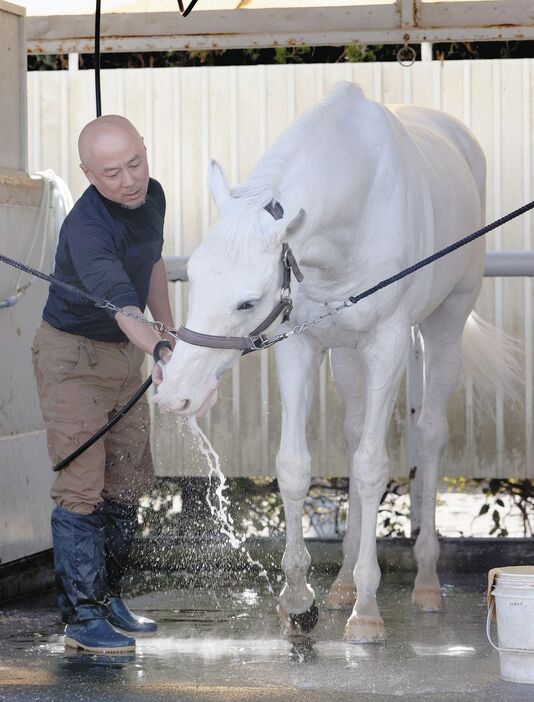 水分補給するハヤヤッコ