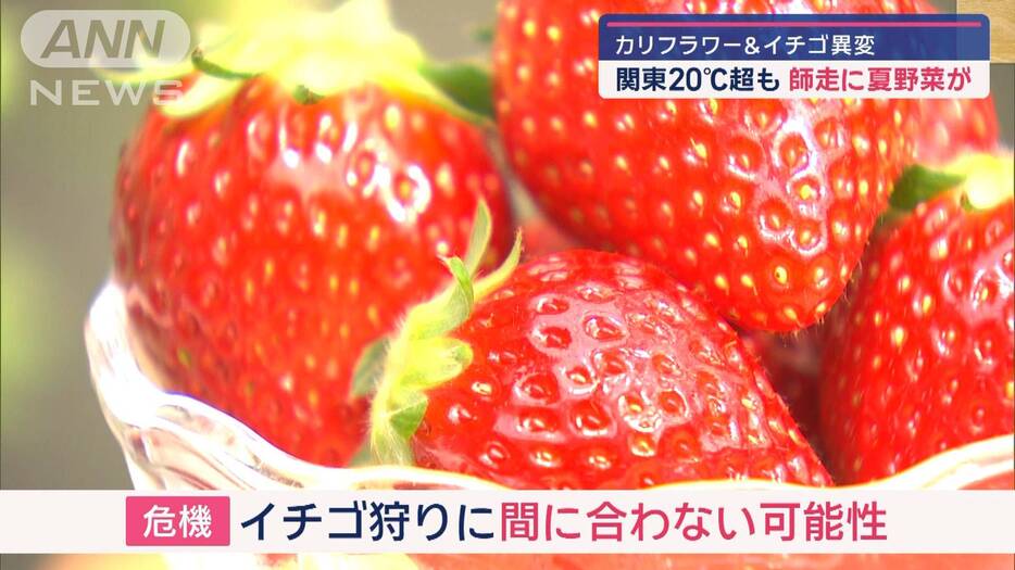 関東20℃超も…師走に夏野菜が　カリフラワー＆イチゴに異変