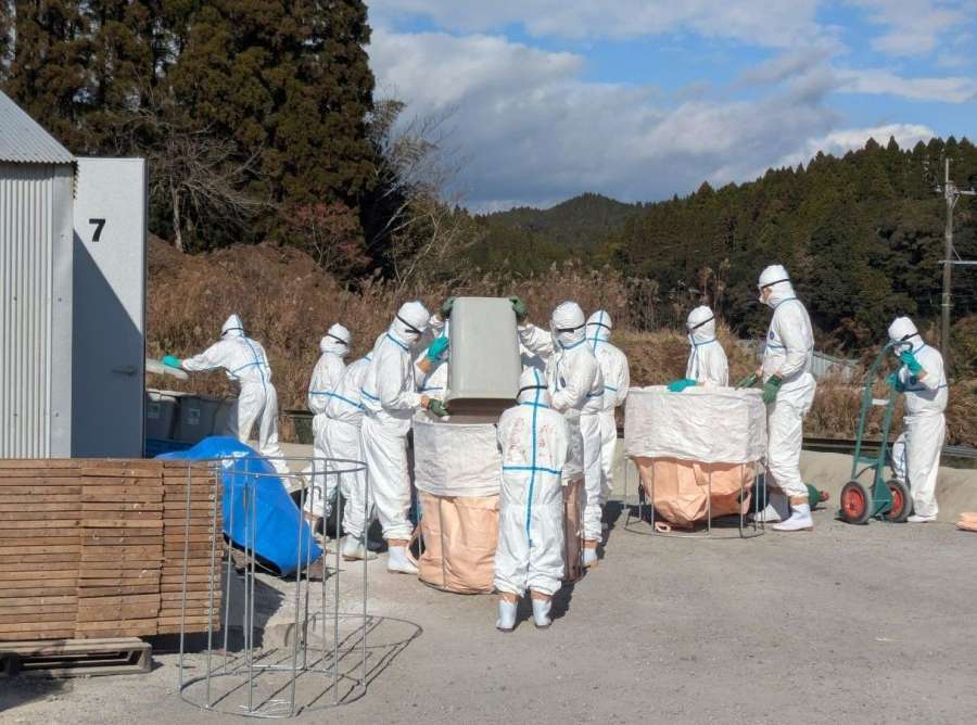 処分した鶏などを袋に詰める鹿児島県職員ら＝２１日、霧島市福山（同県提供）