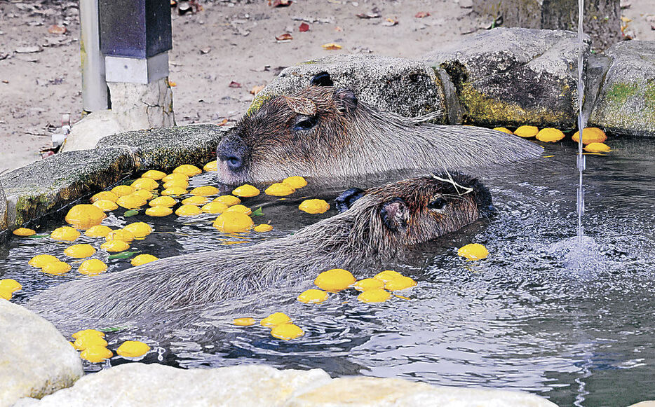 ゆず湯で体を温めるカピバラ＝富山市ファミリーパークいい湯だなぁ