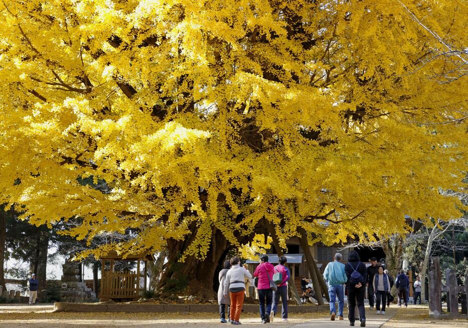 見頃を迎えた茨城県行方市の西蓮寺の大イチョウ＝5日