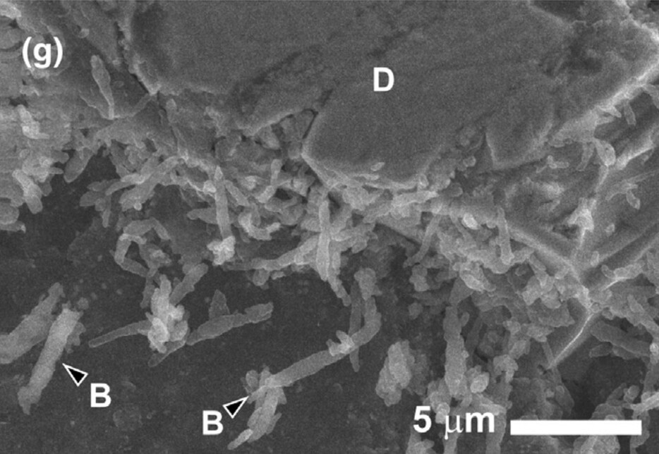 小惑星「りゅうぐう」から持ち帰られた砂粒から見つかった多数の微生物（糸状の構造）の電子顕微鏡画像（研究チーム提供）