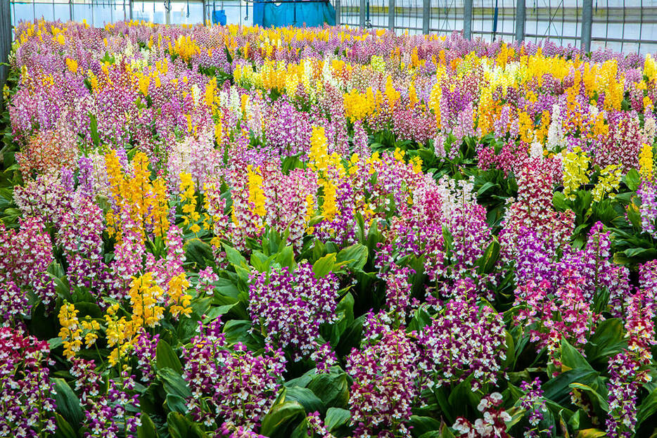 4月には温室いっぱいにエビネが咲き誇る。実生のため花容はさまざま。（写真提供／蘭裕園）