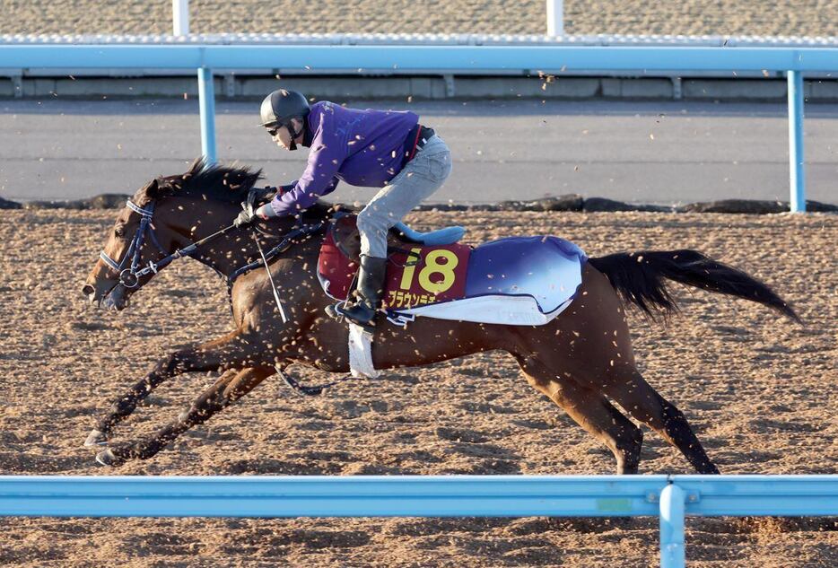 ブラウンラチェット＝美浦トレセン（撮影・塩浦孝明）