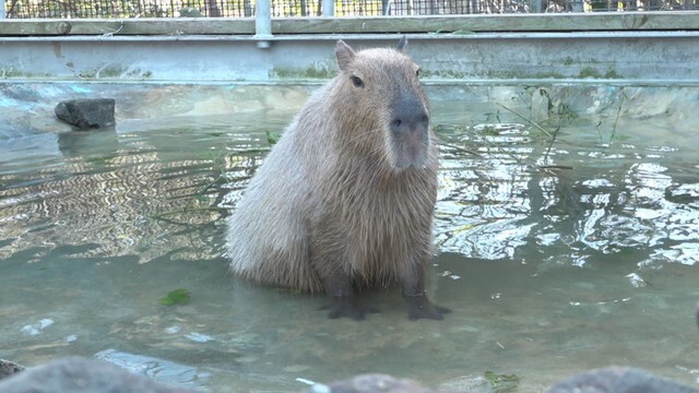 しろとり動物園　東かがわ市松原