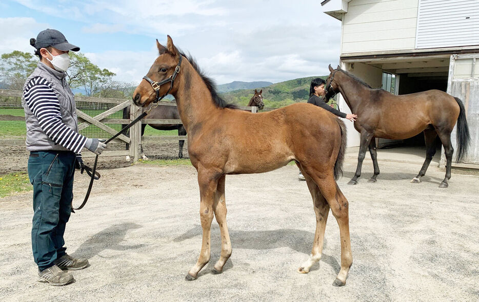 サンビタリアから数えて５代目となるマカヒキ産駒の牡馬（鳥居聡氏提供）