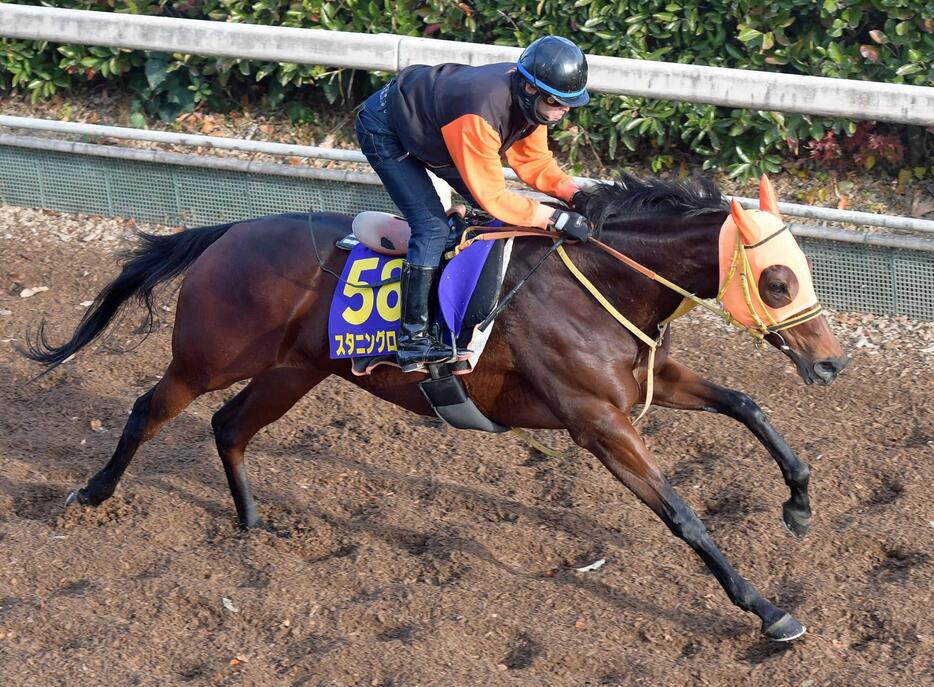 　文句なしの仕上がりを見せるスタニングローズ（撮影・石井剣太郎）