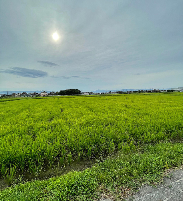 羽島産の米は濃尾平野の肥よくな土壌と木曽川・長良川の清流で育まれる。