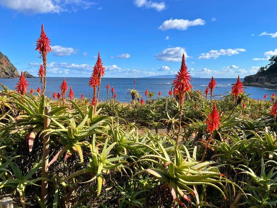 昨年の様子、アロエの花の赤が空や海の青に映える