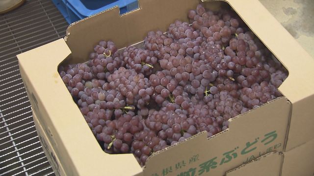 怪談ビールの材料の1つ 島根県産のぶどう