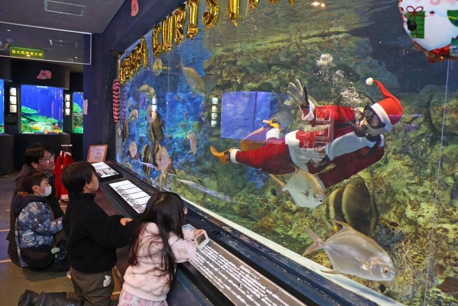 サンタの格好をしたダイバーによる餌やりショー=7日、長岡市の寺泊水族博物館