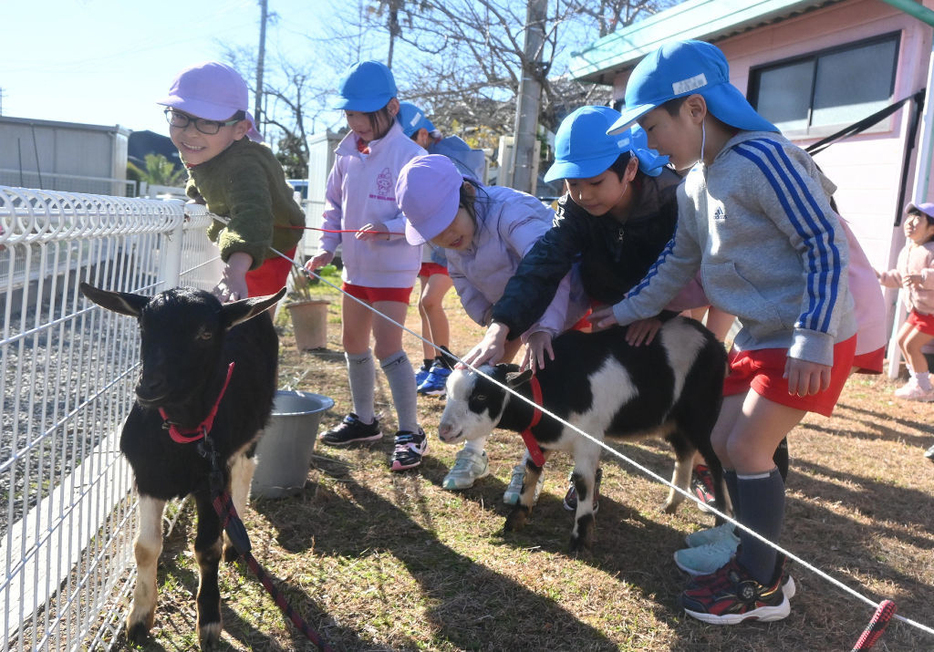 子ヤギの「ふじ」、「さん」と触れ合う園児たち＝牧之原市のすすき幼稚園