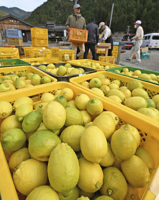 生産者から集められた色鮮やかな「清沢レモン」＝静岡市葵区相俣