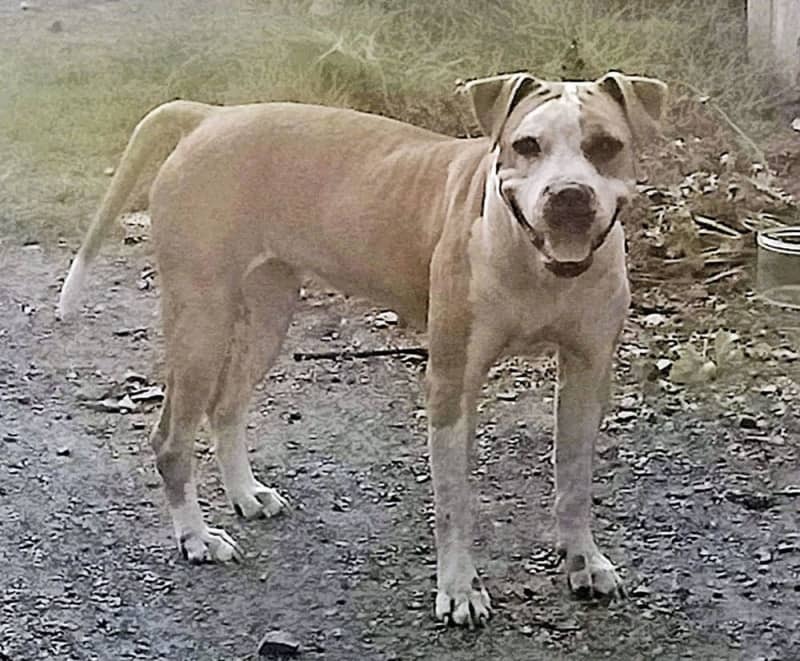 岐阜県各務原市で人を襲った犬ではありません、９月に茨城県小美玉市で一時逃走したアメリカンピットブルテリア（同市提供）