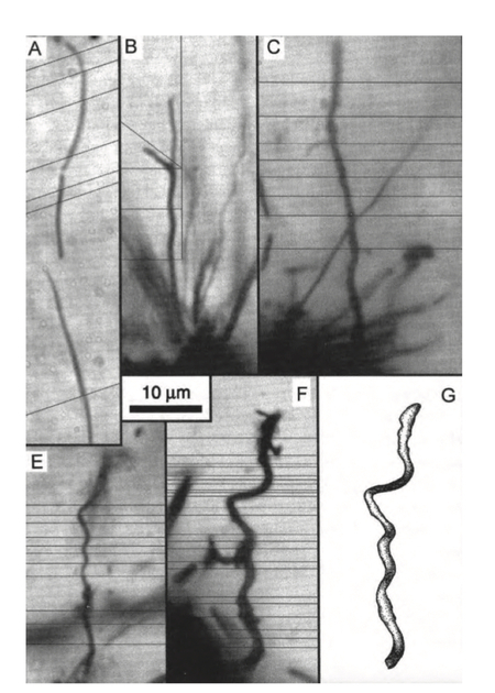 ノースポールでみつかったフィラメント状炭質物(Ueno et al. 2001)