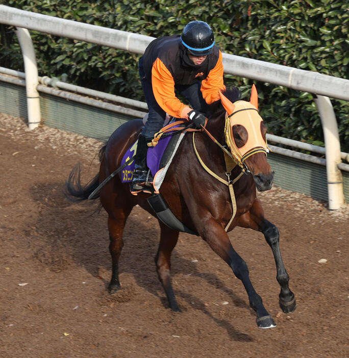 坂路で追い切るスタニングローズ