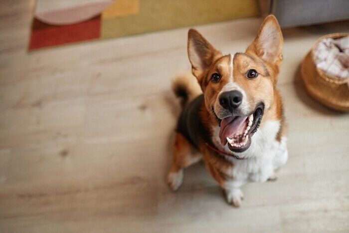 笑顔でカメラを見上げる犬