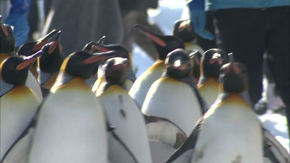 悠々と歩いているペンギンたち