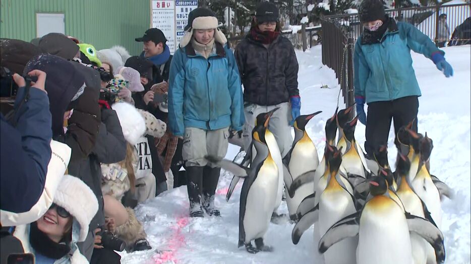 お行儀よくヨチヨチ歩くペンギンたち