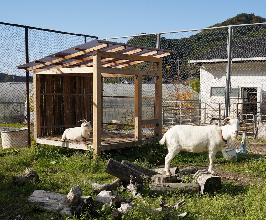 完成した1棟目のヤギ小屋でくつろぐ「あめ」と「ゆき」＝兵庫県丹波篠山市福住で