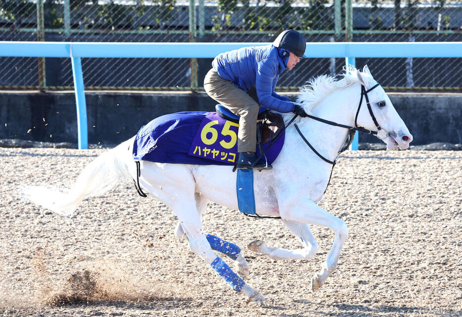 美浦ウッドで追い切るハヤヤッコ（撮影・鈴木正人）