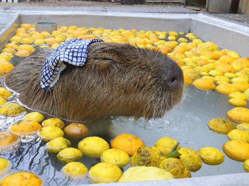 目を細めて気持ちよさそうなカピバラ