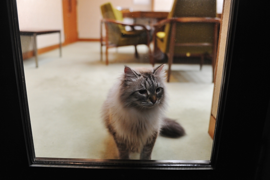 佐竹家で大切に飼われていたミール（2017年、秋田市の県知事公舎で撮影）