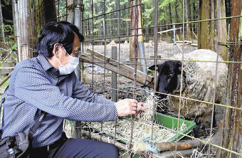 出荷を前にした羊に餌をやる小泉さん（山梨県大月市で）