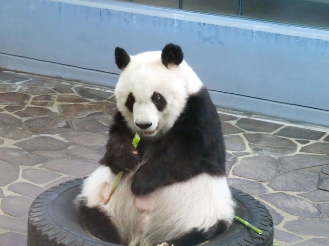 モリモリと食べていました　神戸市立王子動物園ツイッターより