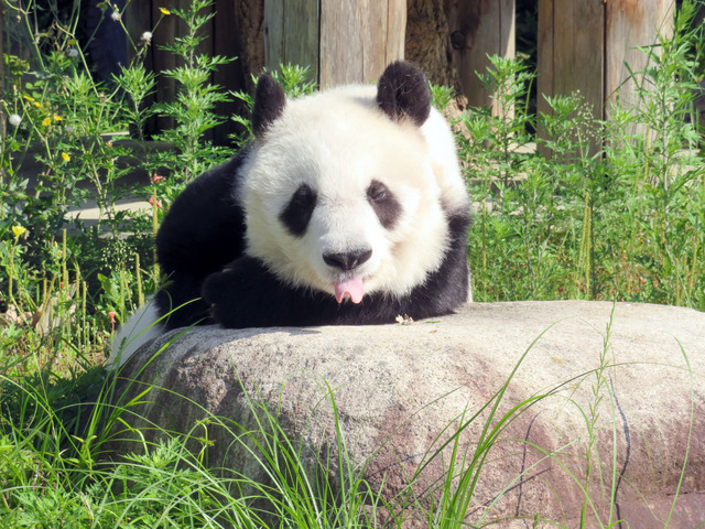 休園日のお庭パトロール　神戸市立王子動物園ツイッターより