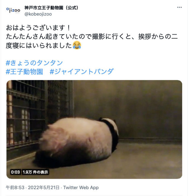 安定の二度寝です　神戸市立王子動物園ツイッターより