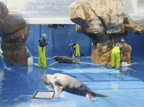 【「海獣の王国」の水槽を掃除する飼育員ら＝鳥羽市の鳥羽水族館で】