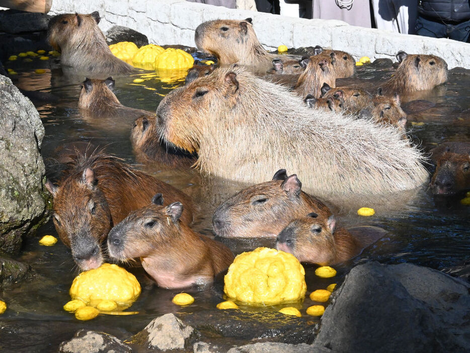 ゆず湯でくつろぐカピバラ＝伊東市の伊豆シャボテン動物公園