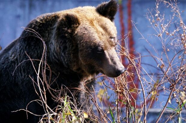 どうする日本のクマ問題（写真はイメージです）