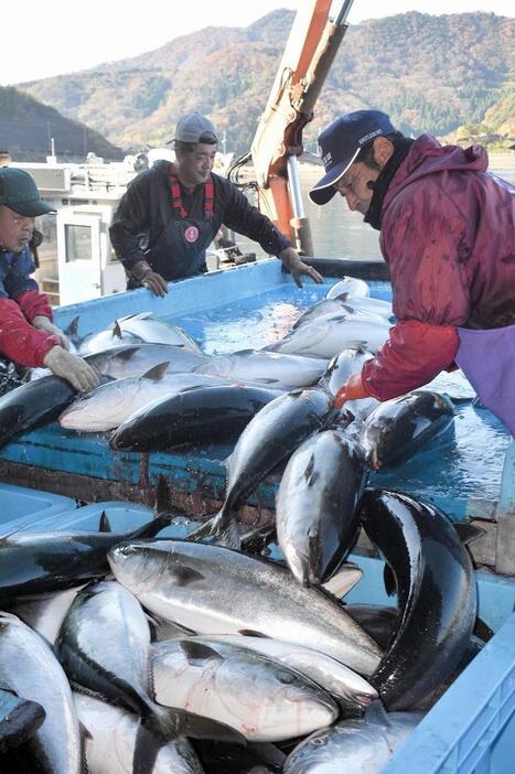 次々と水揚げされる寒ブリ＝12月3日、福井県美浜町の日向漁港