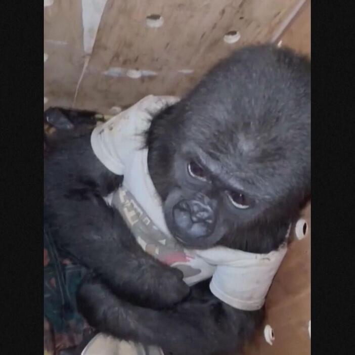 トルコの空港で木箱からゴリラの赤ちゃん見つかる